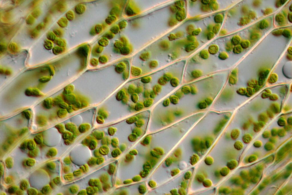 Picture of the cell wall